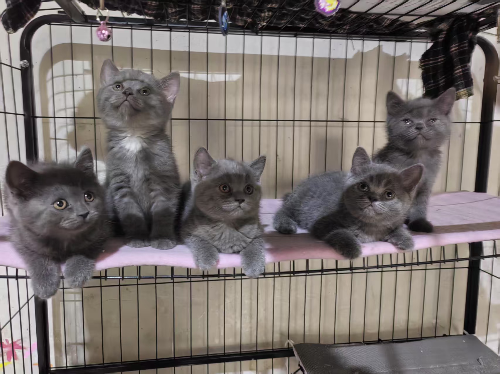 蓝猫之家